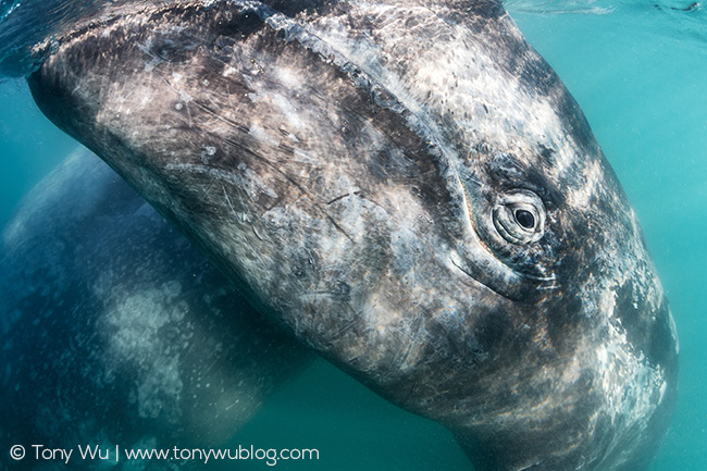 gray whale calf, baja, mexico